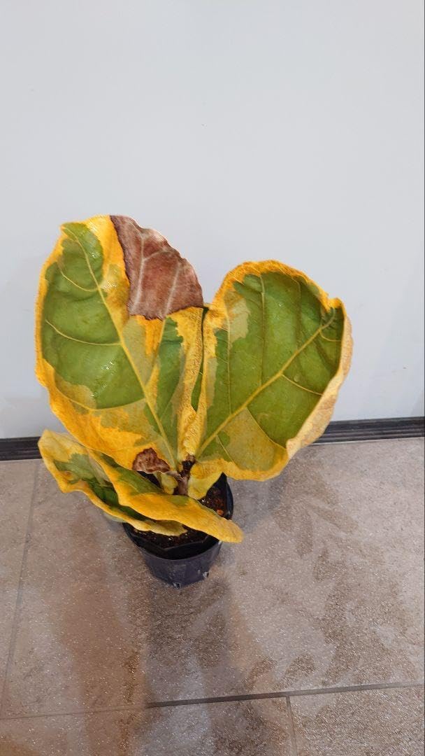 フィカス リラータ イヴォンヌ Ficus Lyrata Ivonne フィカス
